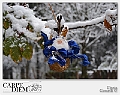 Albero