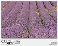 Tappeto di lavanda