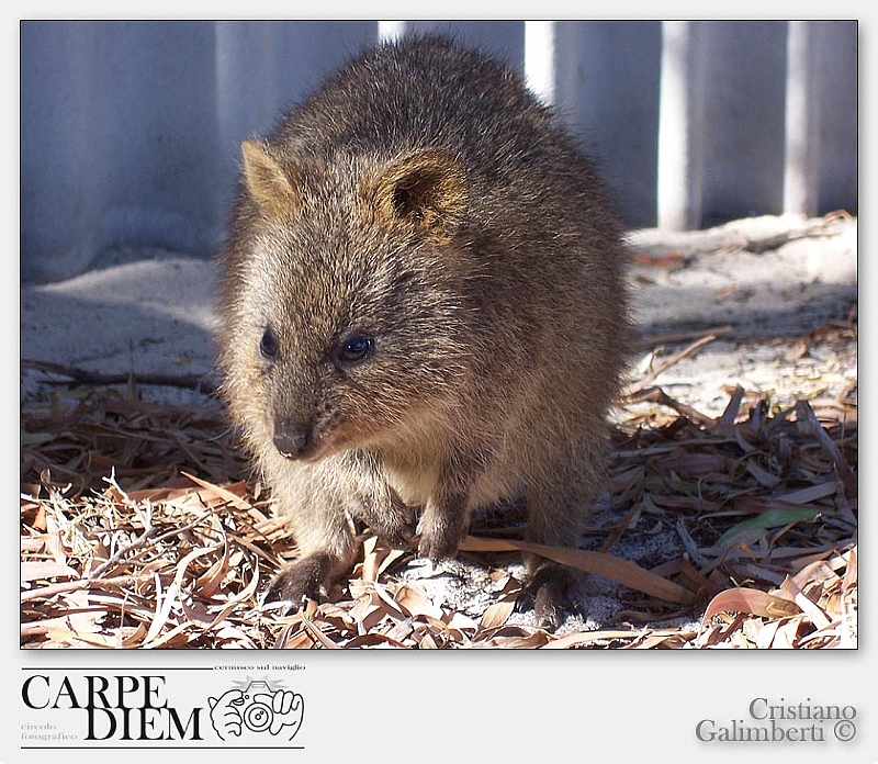 Quokka.jpg