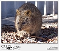 Quokka