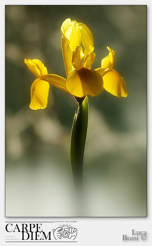 Iris.jpg
