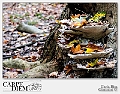 Autunno servito! 