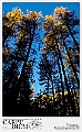 Bosco della Valroseg