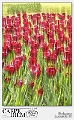 RAPSODIA DI PRIMAVERA