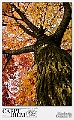 Red Tree