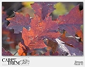 l'autunno e i suoi colori