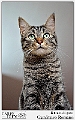 Ritratto di gatto