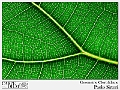 Geometrie Clorofilliane