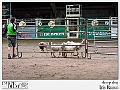 sheep dog