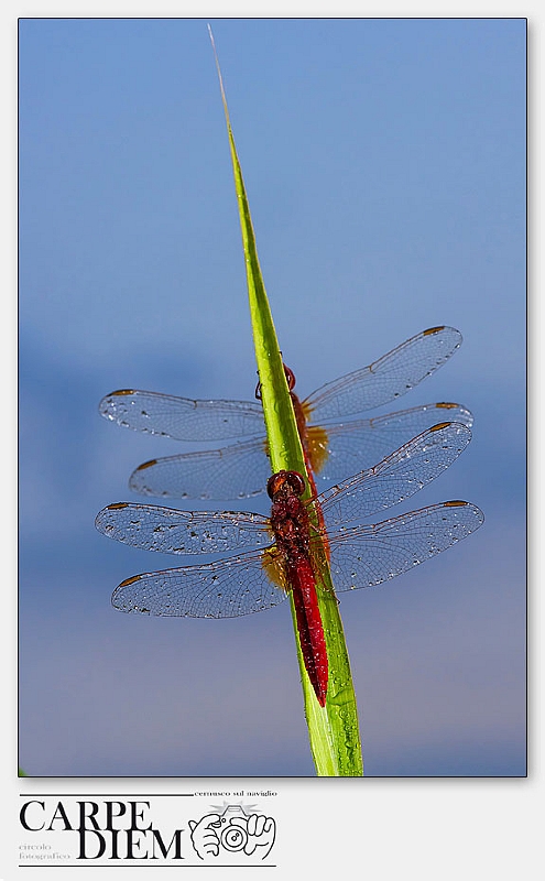 RGBinnatura.jpg