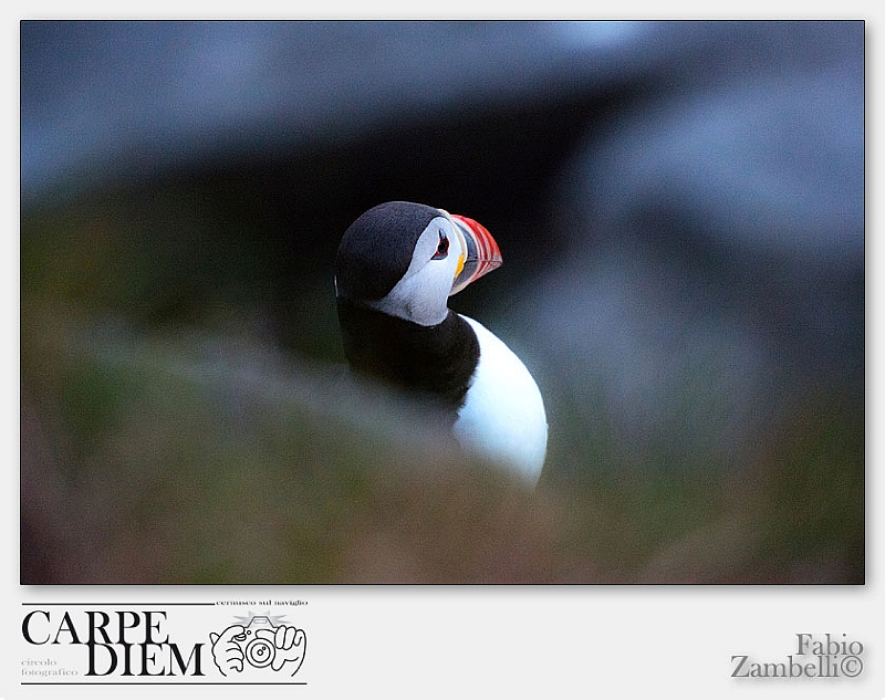 puffin,_273.jpg