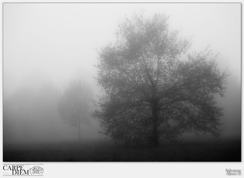 ALBERI.jpg