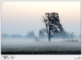 ALBA