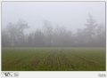 NEBBIA 3