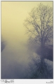 NEBBIA GIALLA