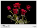 ROSSO O ROSA 2