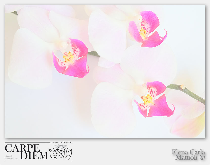 orchidee.jpg -                                