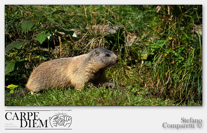 marmota_marmota_10_by_kompast-d4837su.jpg