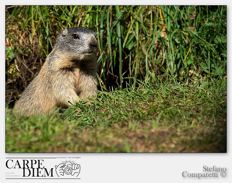 marmota_marmota_7_by_kompast-d480x4k.jpg