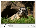 marmota_marmota_11_by_kompast-d4837vl