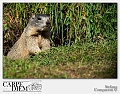marmota_marmota_7_by_kompast-d480x4k