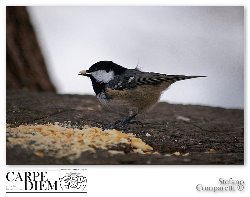 parus_palustris_2_by_kompast-d4izemq.jpg