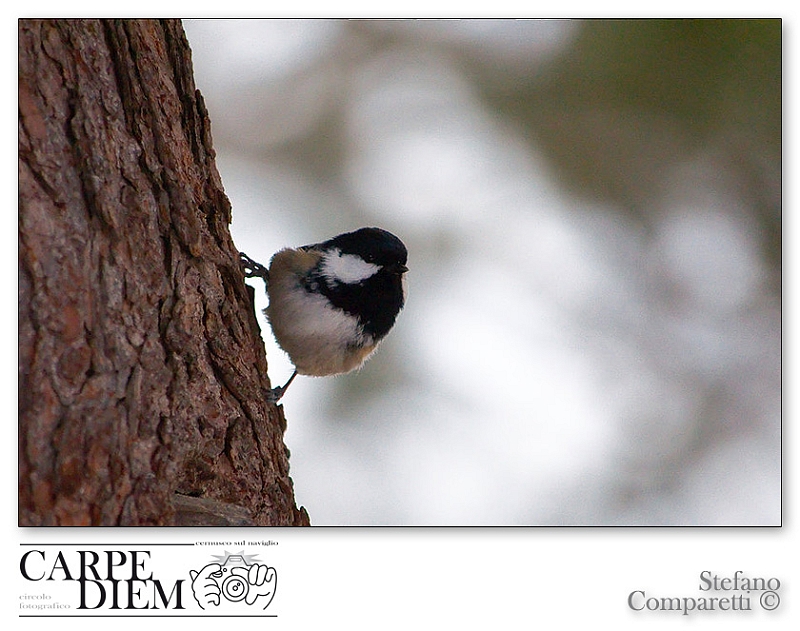 parus_palustris_by_kompast-d4izej0.jpg