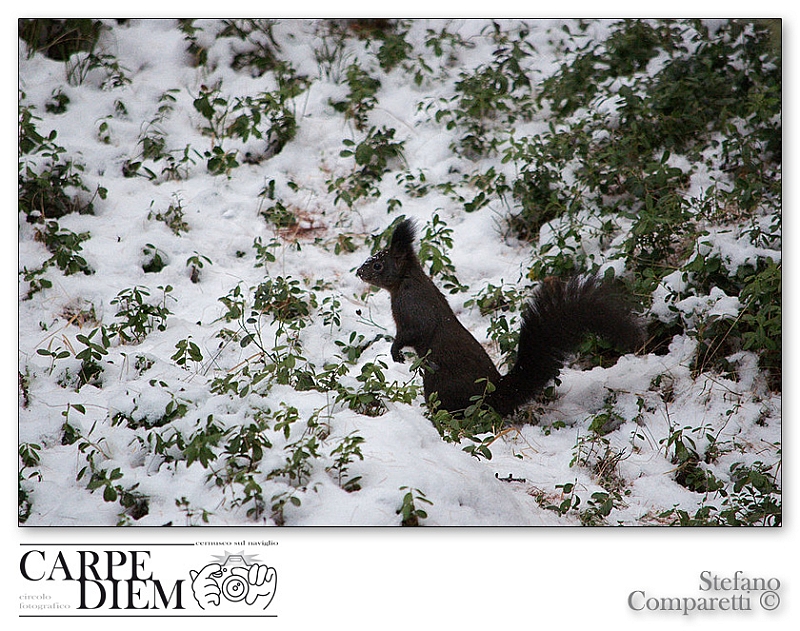 squirrel_by_kompast-d4iw5qv.jpg