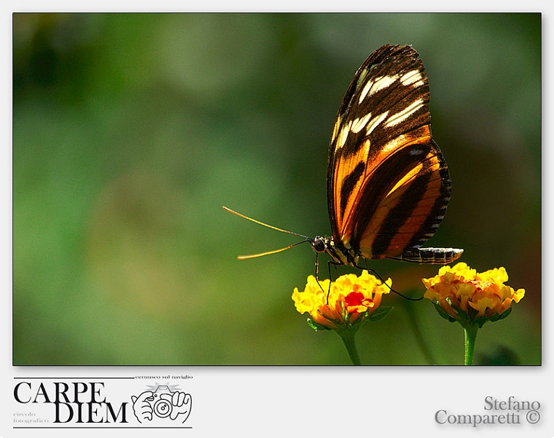 danaus_plexippus_by_kompast-d3navvn.jpg