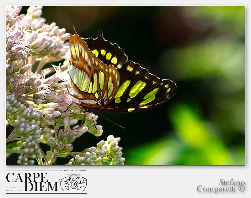 papilio_thoas_by_kompast-d3nawgp.jpg