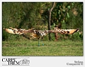 bird_of_prey_by_kompast-d3lmval
