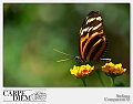 danaus_plexippus_by_kompast-d3navvn