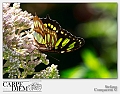 papilio_thoas_by_kompast-d3nawgp