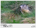 _DSC3524