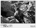 _dsc5515