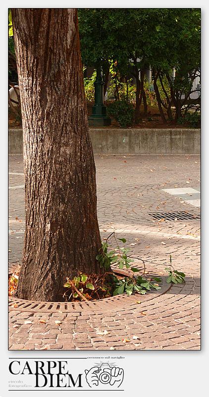 3052-L'albero-04_016-P1050379.jpg