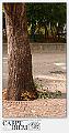 3052-L'albero-04_016-P1050379