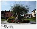 4053-ulivo_secolare-04_015-LM_VERDE_003