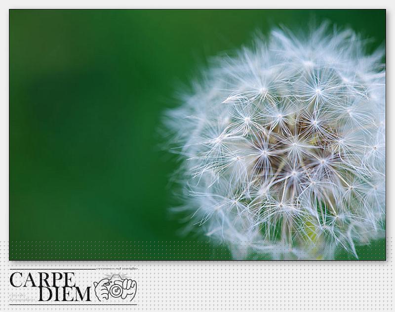 4062-dandelion-02_003-DSC_8346.jpg