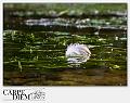 4060-Piuma-04_004-IMG_5606