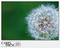 4062-dandelion-02_003-DSC_8346