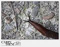 4076-lumaca_lumachina-05_004-IMG_6140