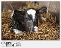 5065-CHEESE-04_013-IMG_9841