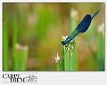 2015-Occhi_blu-2_012-DSC_0043