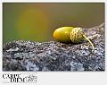 2016-Autunno-2_012-DSC_0051