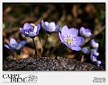 Daniela_Corrà-2013-0228-primavera3