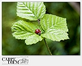 Formenton-DSC_0126_1