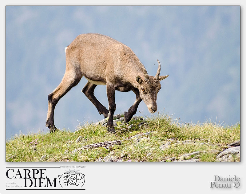 95-4928x3264---_DSC7220-53.jpg - Daniele Penati