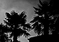 Silhouette_19