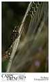 argiope_bruennichi_by_kompast-d4ebzuf
